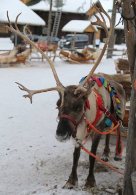 Ren geyiği Fin lapland içinde