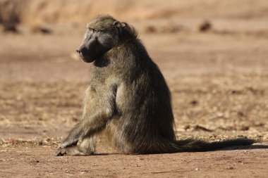 Erkek Chacma babunu Kruger Ulusal Parkı, Güney Afrika
