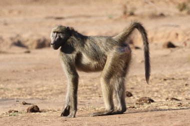 Güney Afrika Kruger Ulusal Parkı 'nda dişi Chacma babunu.