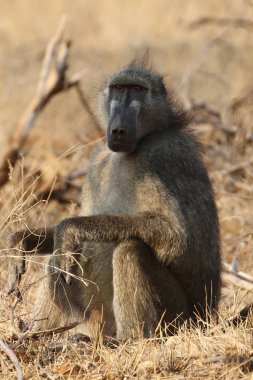 Erkek Chacma babunu Kruger Ulusal Parkı, Güney Afrika