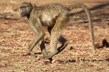 Güney Afrika Kruger Ulusal Parkı 'nda dişi Chacma babunu.
