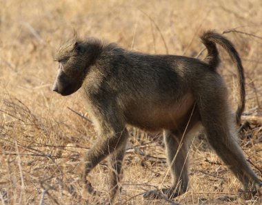 Erkek Chacma babunu Kruger Ulusal Parkı, Güney Afrika
