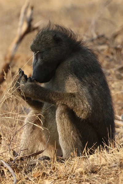 Babouin Mâle Chacma Dans Parc National Kruger Afrique Sud — Photo