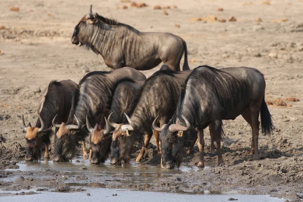 Blue Wildebeests Bebendo Água Buraco Água Parque Nacional Kruger África — Fotografia de Stock