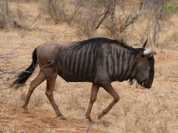 Blue Wildebeest Parque Nacional Kruger Sudáfrica — Foto de Stock