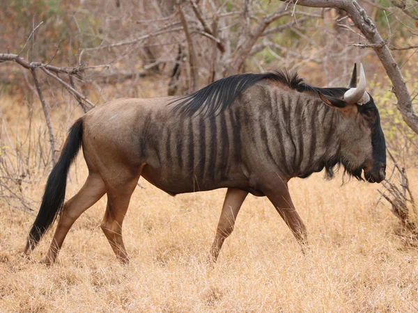 Blue Wildebeest Kruger National Park África Sul — Fotografia de Stock