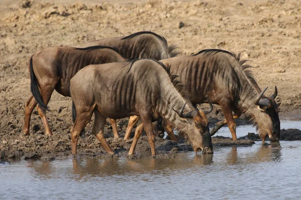 Blue Wildebeests Bebendo Água Buraco Água Parque Nacional Kruger África — Fotografia de Stock