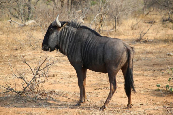 Blue Wildebeest Parque Nacional Kruger Sudáfrica —  Fotos de Stock