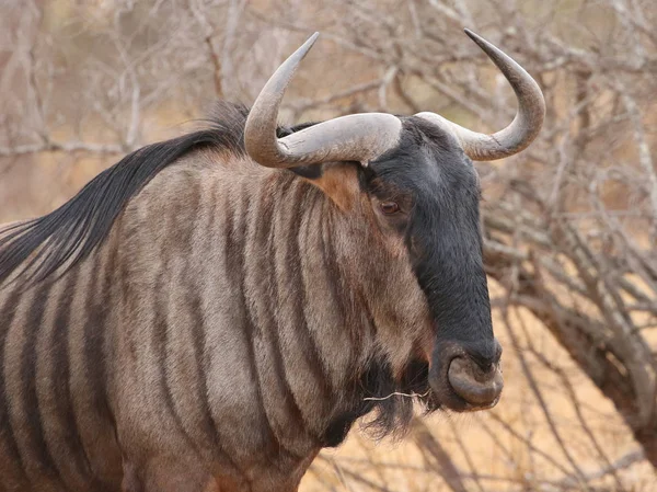 Blue Wildebeest Parque Nacional Kruger Sudáfrica —  Fotos de Stock