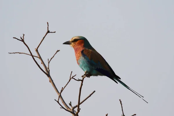 Rodillo Pecho Lila Una Las Aves Más Comunes Parque Nacional — Foto de Stock