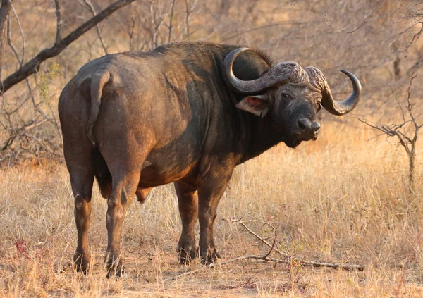 Búfalo Cabo Africano Parque Nacional Kruger África Sul — Fotografia de Stock