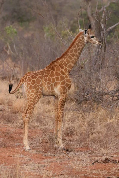 Filhote Girafa Sul Africano Parque Nacional Kruger — Fotografia de Stock