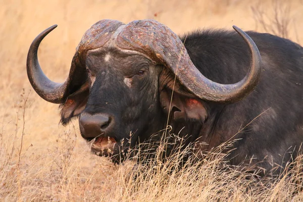 Búfalo Cabo Africano Parque Nacional Kruger África Sul — Fotografia de Stock