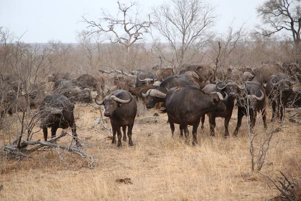 Manada Búfalos Cabo Africano Parque Nacional Kruger África Sul — Fotografia de Stock