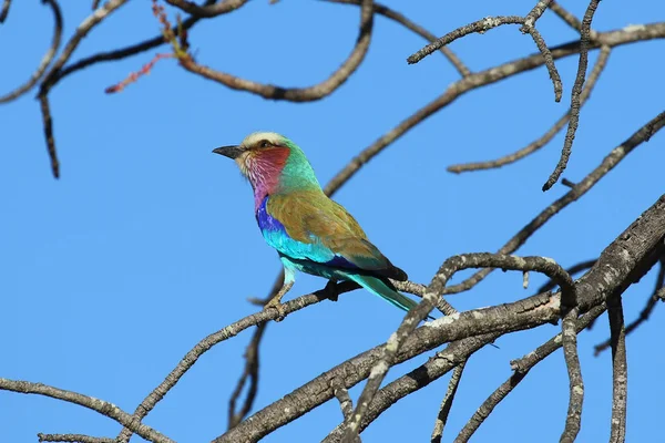 Λιλά Breasted Κυλίνδρου Ένα Από Πιο Κοινά Πουλιά Kruger National — Φωτογραφία Αρχείου