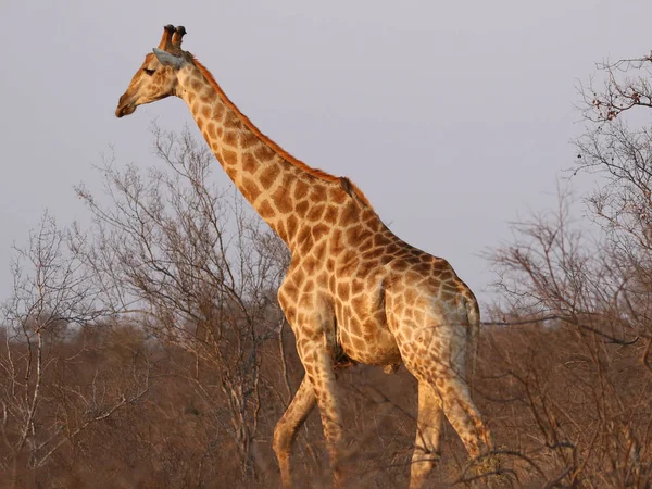 Girafa Sul Africana Parque Nacional Kruger — Fotografia de Stock