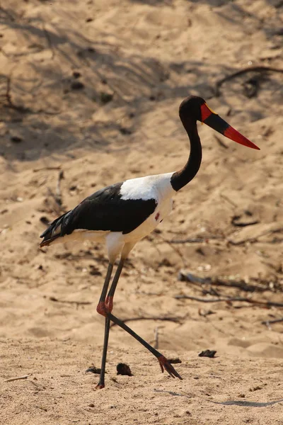 Cigüeña Montada Parque Nacional Kruger Sudáfrica — Foto de Stock