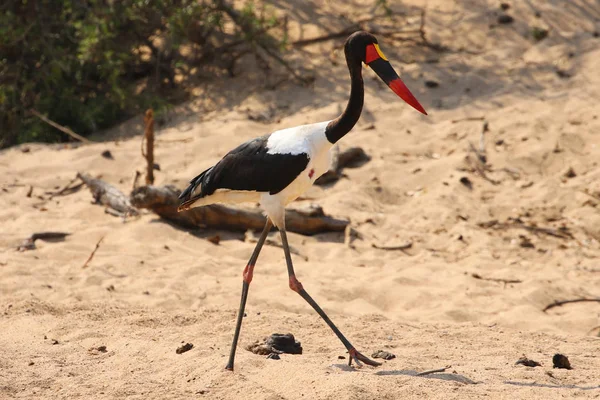 Cigüeña Montada Parque Nacional Kruger Sudáfrica — Foto de Stock