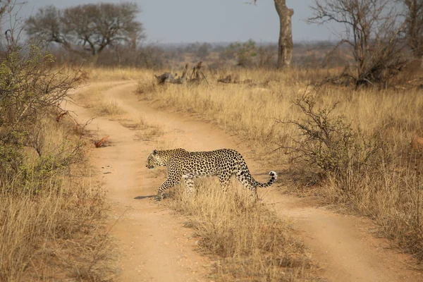 Africký Leopard Krugerově Národním Parku — Stock fotografie