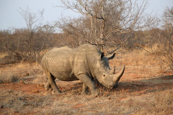 Rhinocéros Blanc Dans Parc National Kruger — Photo
