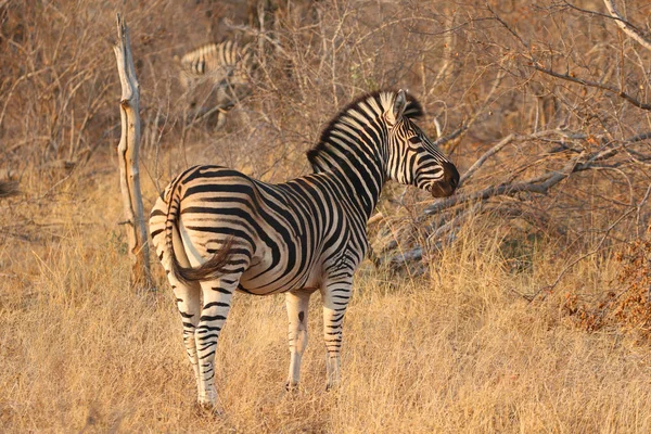 Zebra Stepní Krugerův Národní Park Jihoafrická Republika — Stock fotografie