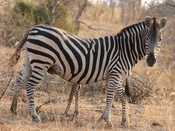 Zebra Burchell Parque Nacional Kruger África Sul — Fotografia de Stock
