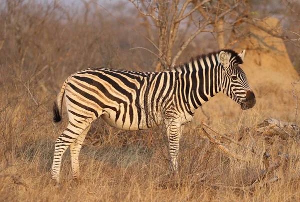 Zèbre Burchell Dans Parc National Kruger Afrique Sud — Photo