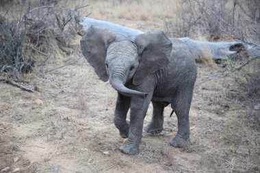 Şirin Afrika bush fil bebek Kruger National Park, Güney Afrika