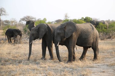 Sürüsü Afrika bush Kruger National Park, Güney Afrika