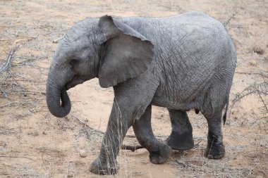 Şirin Afrika bush fil bebek Kruger National Park, Güney Afrika