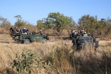Hazyview, Güney Afrika - 30 Eylül 2018: Safari araç Sabi kum oyun rezerv, Güney Afrika için