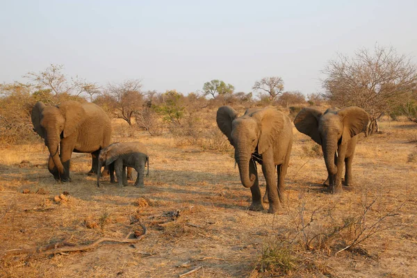 Herd of African bush elephants in Kruger National Park, South Africa