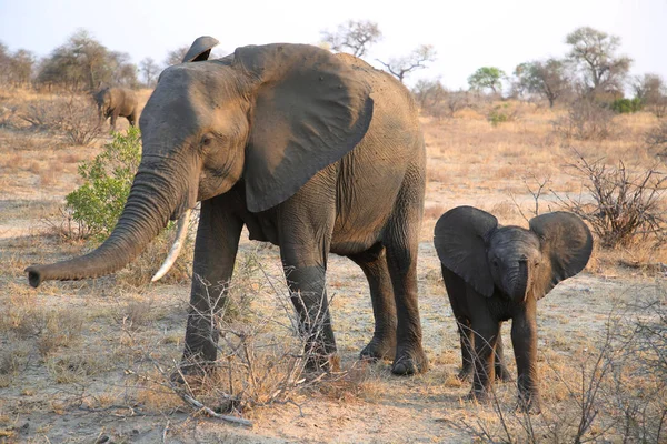 Afrikanischer Buschelefant Mit Baby Kruger Nationalpark Südafrika — Stockfoto