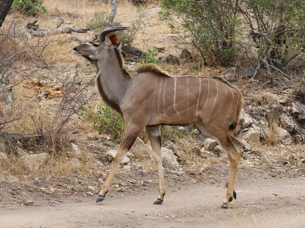 Grande Macho Kudu Parque Nacional Kruger — Fotografia de Stock