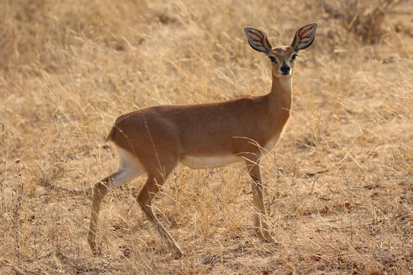 Steenbok Antilop Kruger Nemzeti Park — Stock Fotó