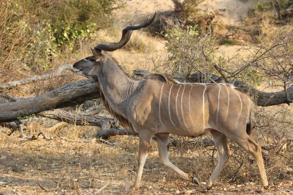 Grande Macho Kudu Parque Nacional Kruger — Fotografia de Stock
