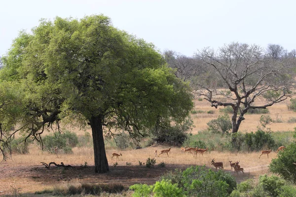 Manada Antílopes Steenbok Parque Nacional Kruger — Foto de Stock