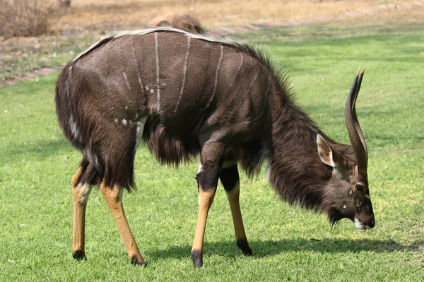 Nyala Bull Kruger National Park — Stockfoto