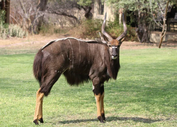 Nyala Bull Kruger National Park — Stockfoto