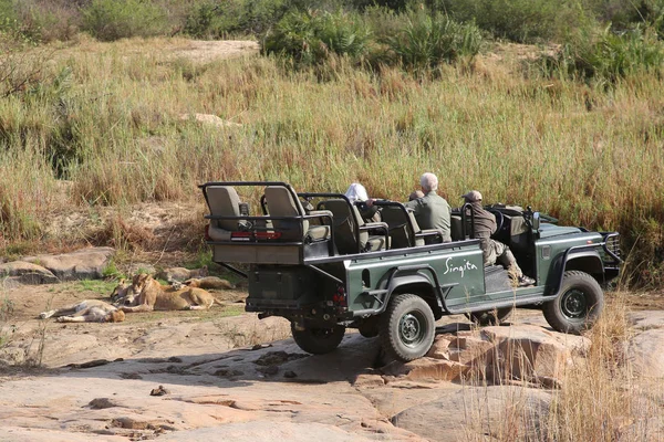 Hazyview South Africa September 2018 Tourists Safari Vehicle Observing Lions — Stock Photo, Image
