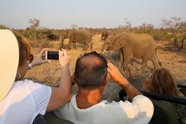 Hoedspruit, Güney Afrika - 27 Eylül 2018: Afrika safari araç gözlem sürüsü turist filler Timbavati özel doğa rezerv, Güney Afrika bush