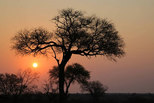 Puesta Sol Parque Nacional Kruger — Foto de Stock