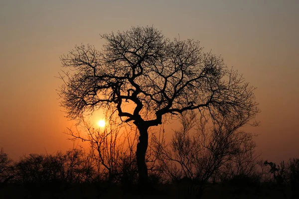 Puesta Sol Parque Nacional Kruger — Foto de Stock