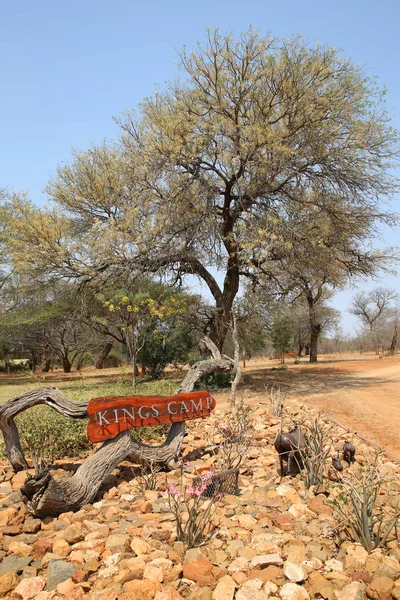 Hoedspruit Sudáfrica Septiembre 2018 Kings Camp Private Game Reserve Reserva —  Fotos de Stock