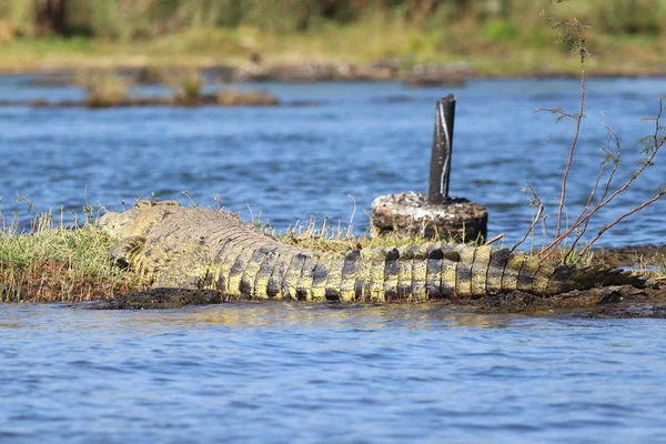 Nílusi Krokodil Zambezi Folyón — Stock Fotó
