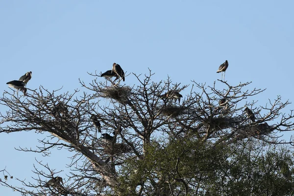 The marabou stork at Zambezi River