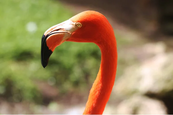 Pink Flamingo Nature — Stock Photo, Image