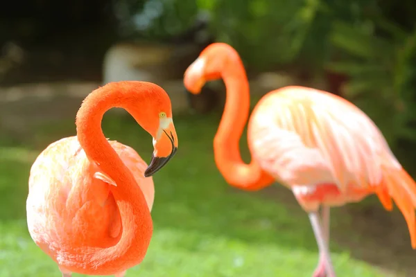 Pembe Flamingo Doğada — Stok fotoğraf