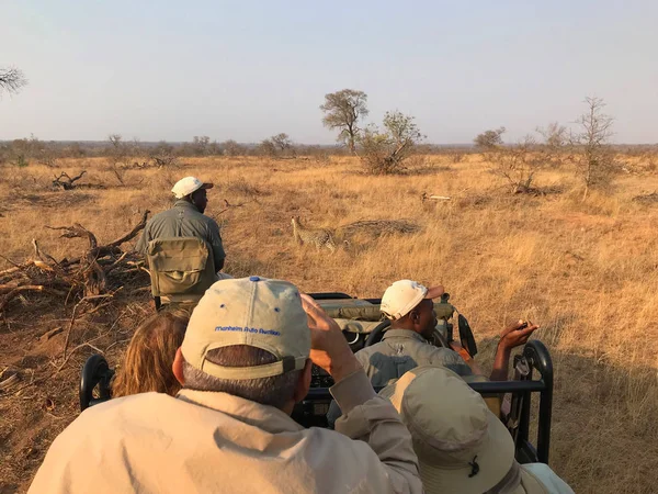 Hoedspruit Sudáfrica Septiembre 2018 Turistas Vehículo Safari Observando Leopardo Africano — Foto de Stock