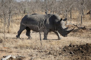 Çamurla kaplı Beyaz Gergedan